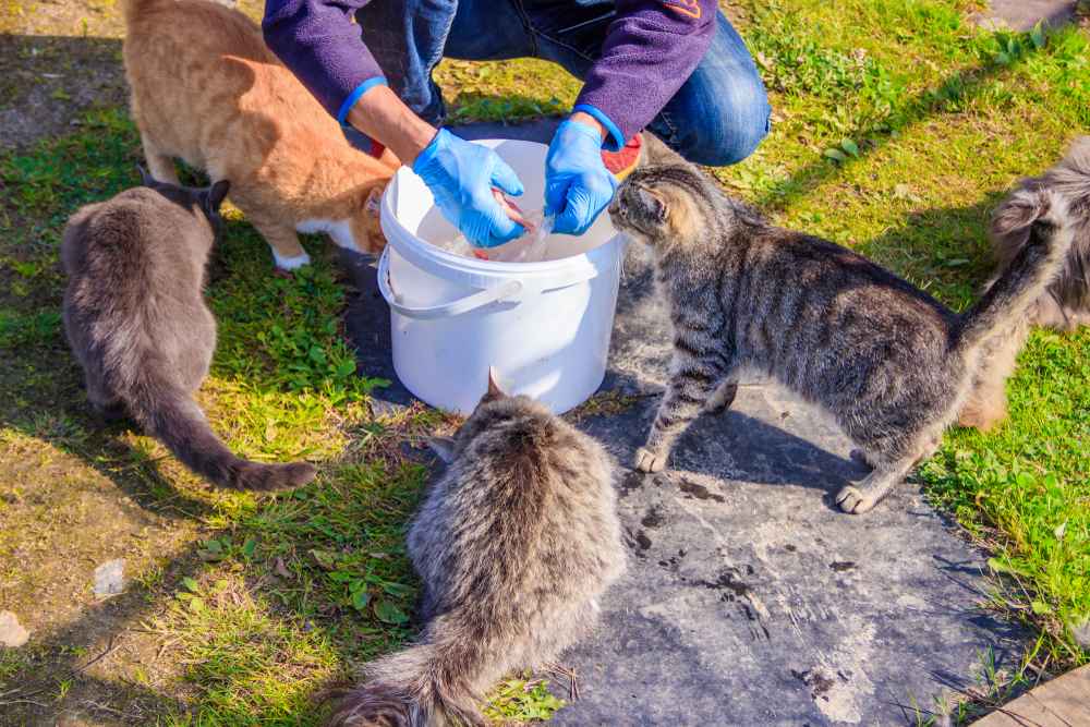 alimentando gatos vadios