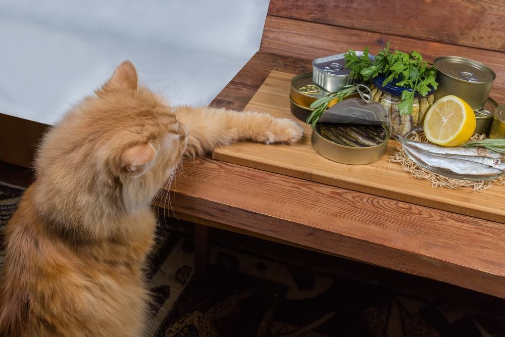 gato ruivo alcançando