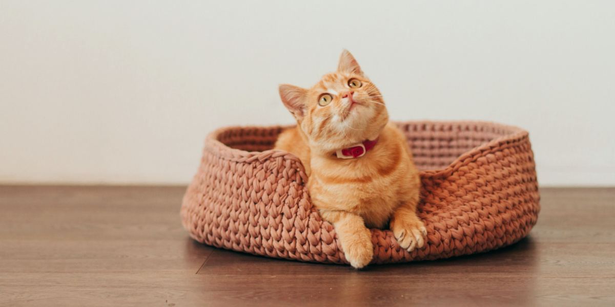 gatinho malhado ruivo em uma cama de gato rosa de malha