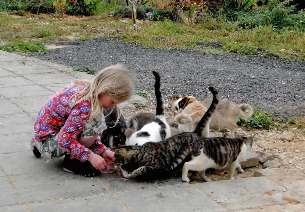 menina alimentando gatos vadios