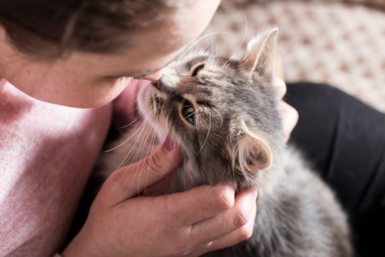 10 Maneiras pelas quais seu gato está se comunicando com você