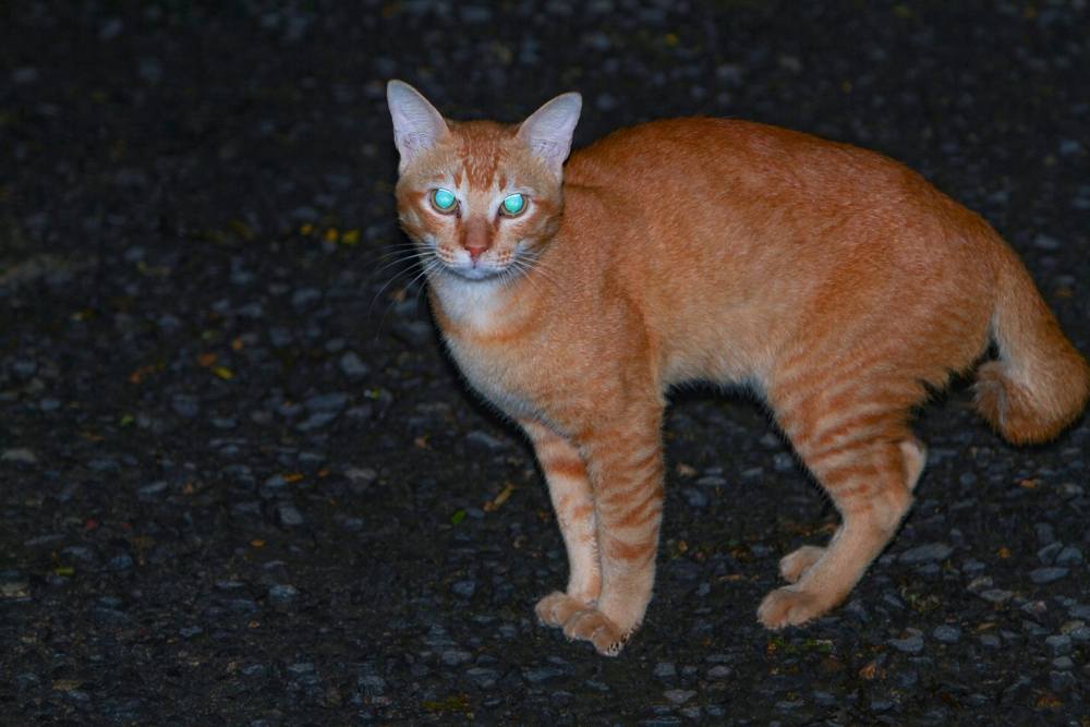 olhos de gato laranja brilhantes à noite