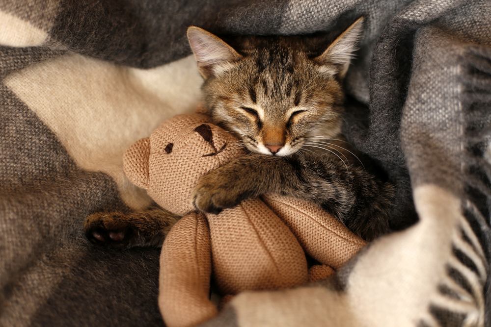 gatinho cinza dormindo em cobertor de lã xadrez cinza abraçando brinquedo de malha