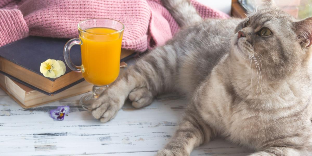 Gato Grey Scottish Straight curiosamente perto de um copo de suco de laranja