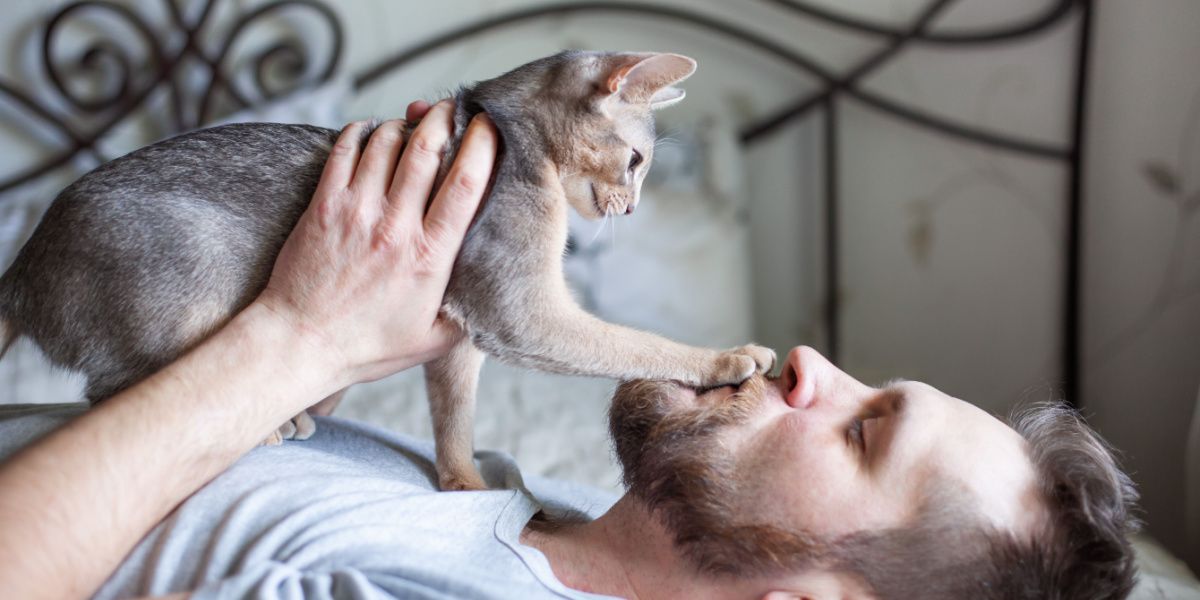 Homem brincando com seu gato cinza em uma cama.