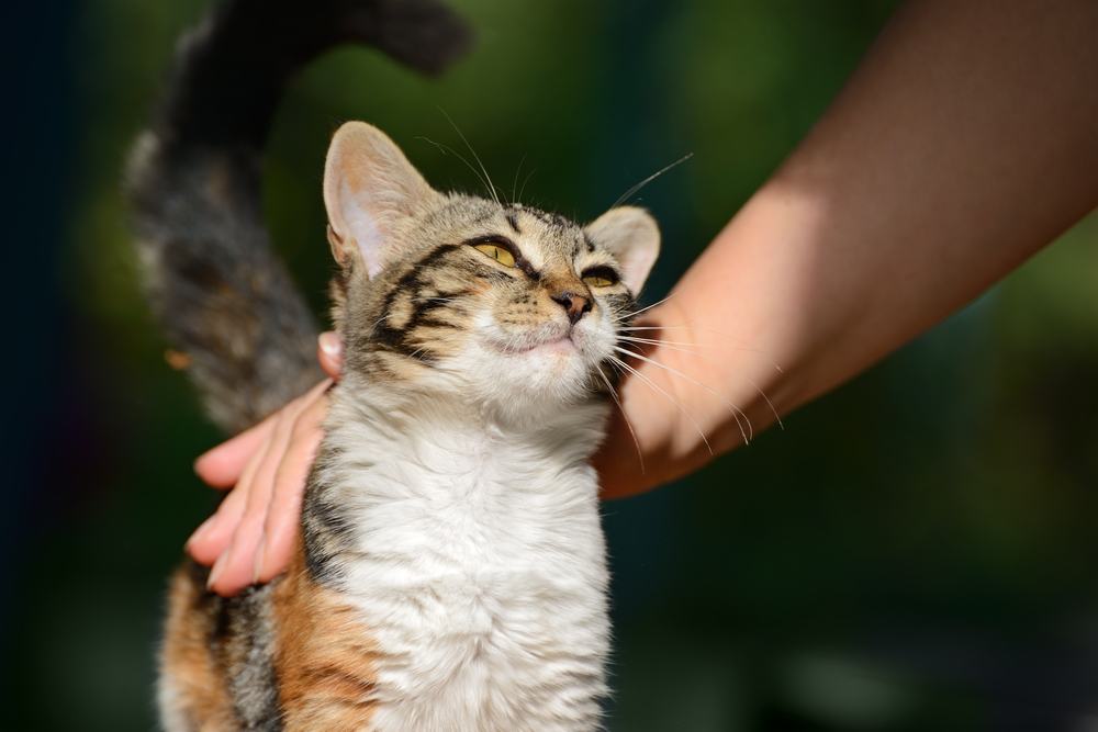 homem acariciando um gatinho pequeno