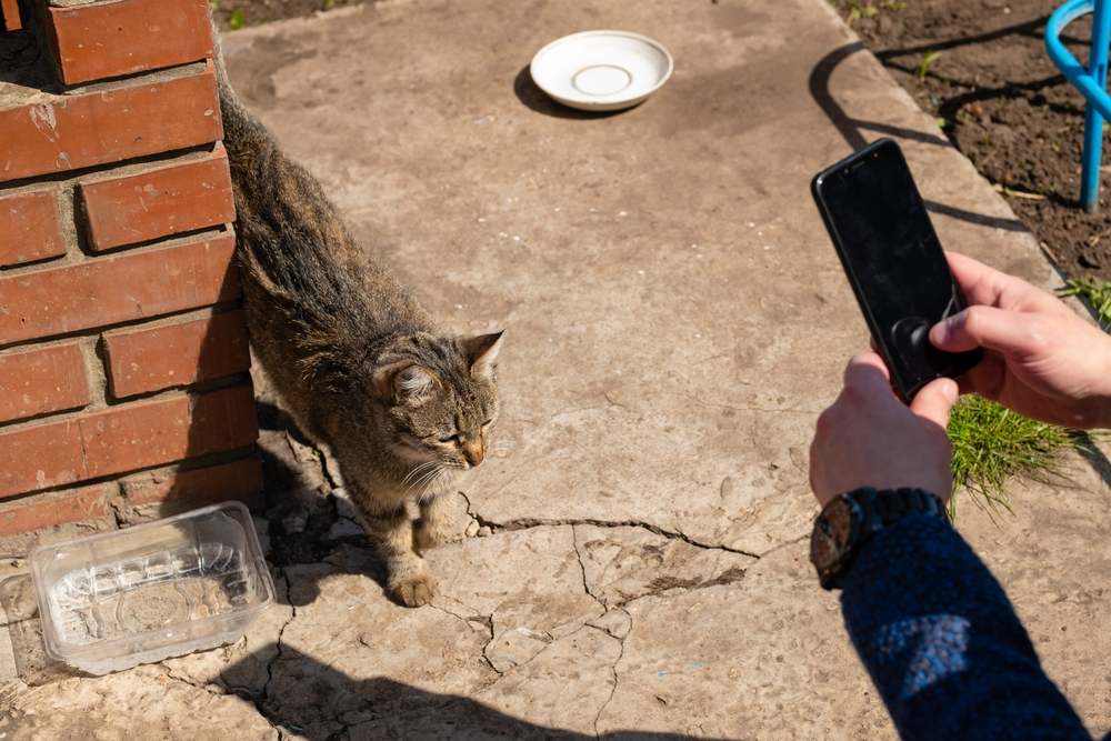 homem tira fotos de gato de rua