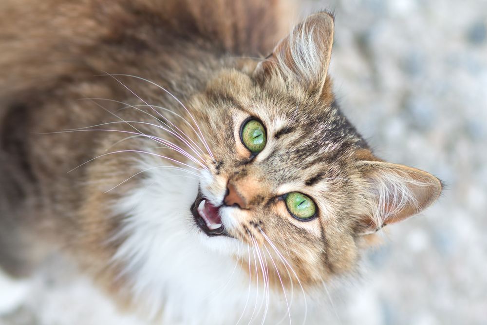 Retrato de um gato emitindo um guincho.