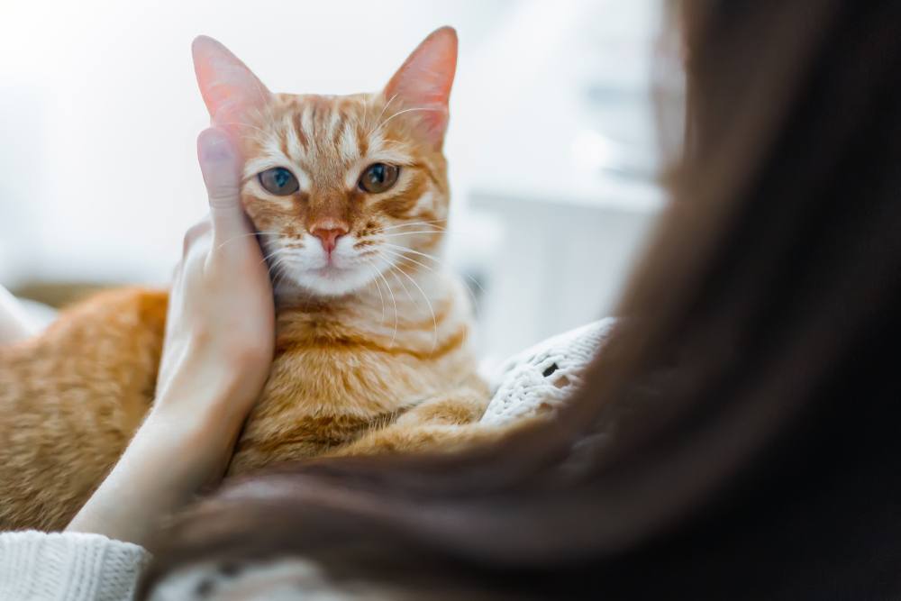 Um gato vermelho aninhado confortavelmente nos braços de uma menina, ambos partilhando um momento de ligação e companheirismo, exemplificando o vínculo especial que pode existir entre os humanos e os seus amigos felinos.