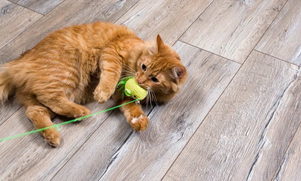 gato vermelho brincando com brinquedo