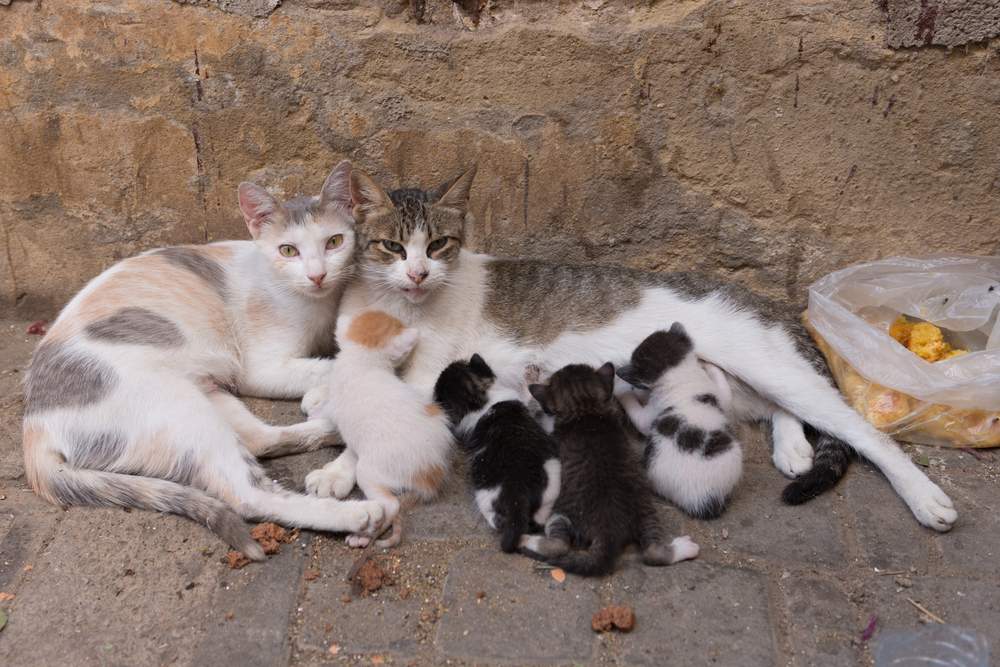 gatos de rua