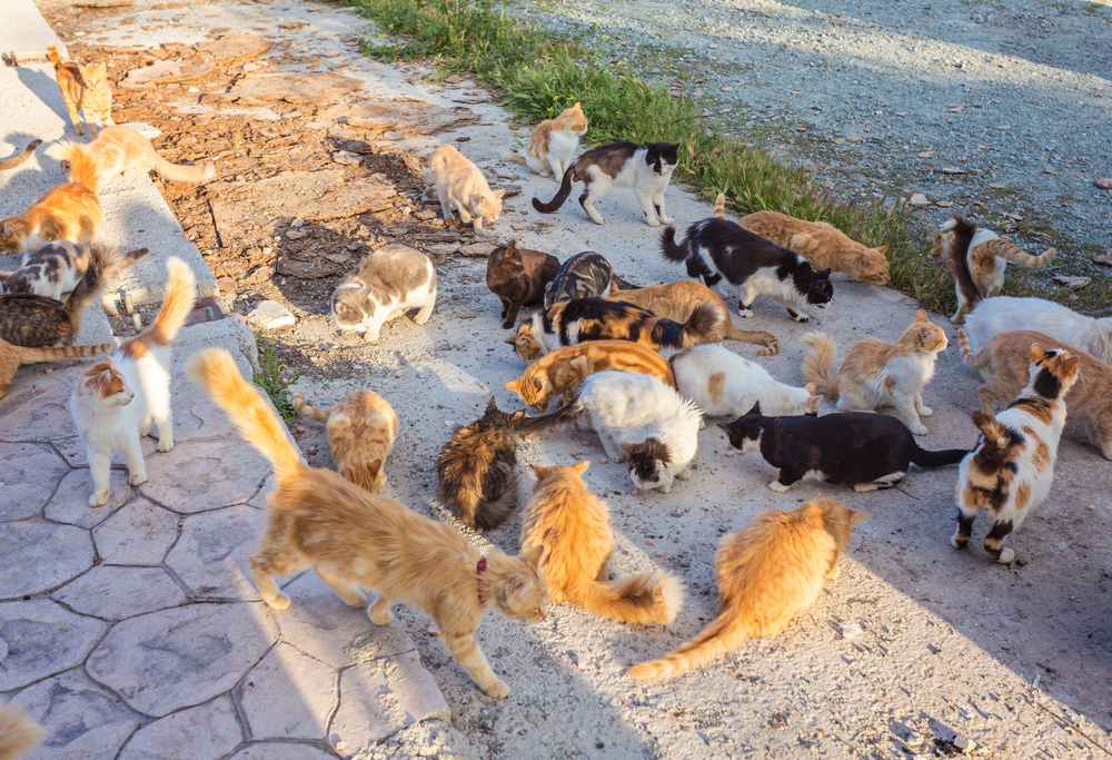 gatos de rua