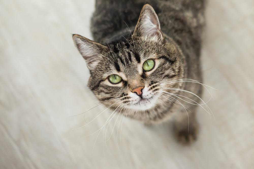 gato listrado com olhos verdes olha para cima