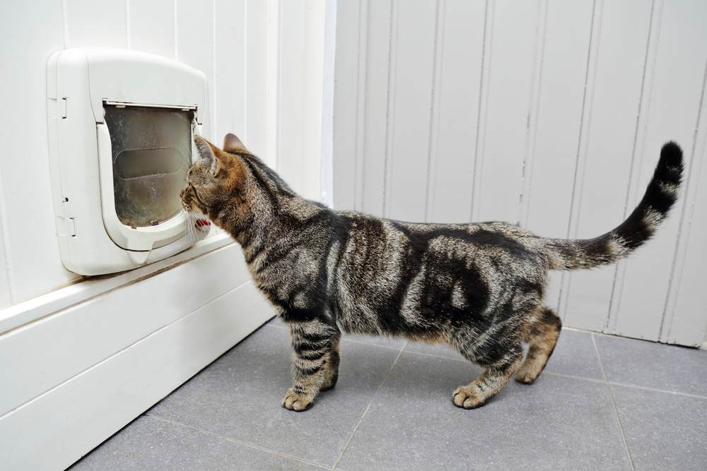 gato malhado em uma casa em frente a uma porta com aba de gato