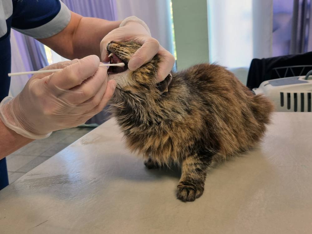 veterinário em uma clínica veterinária, fazendo testes PCR para infecção