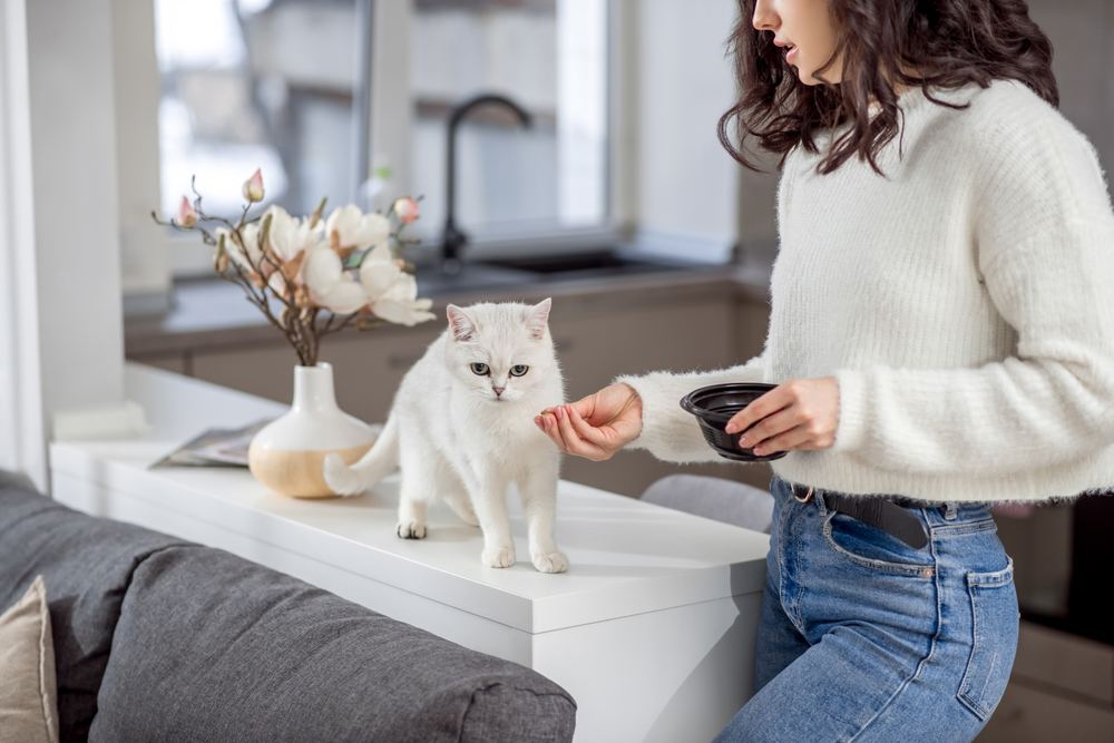 mulher alimentando seu gato branco