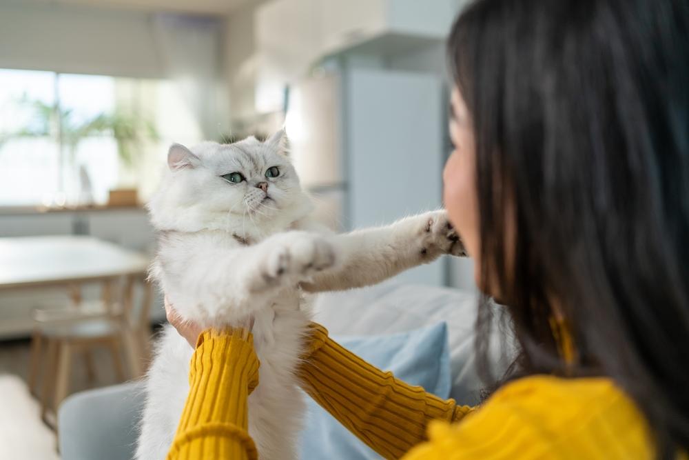 mulher segurando e brincando com gatinho com felicidade