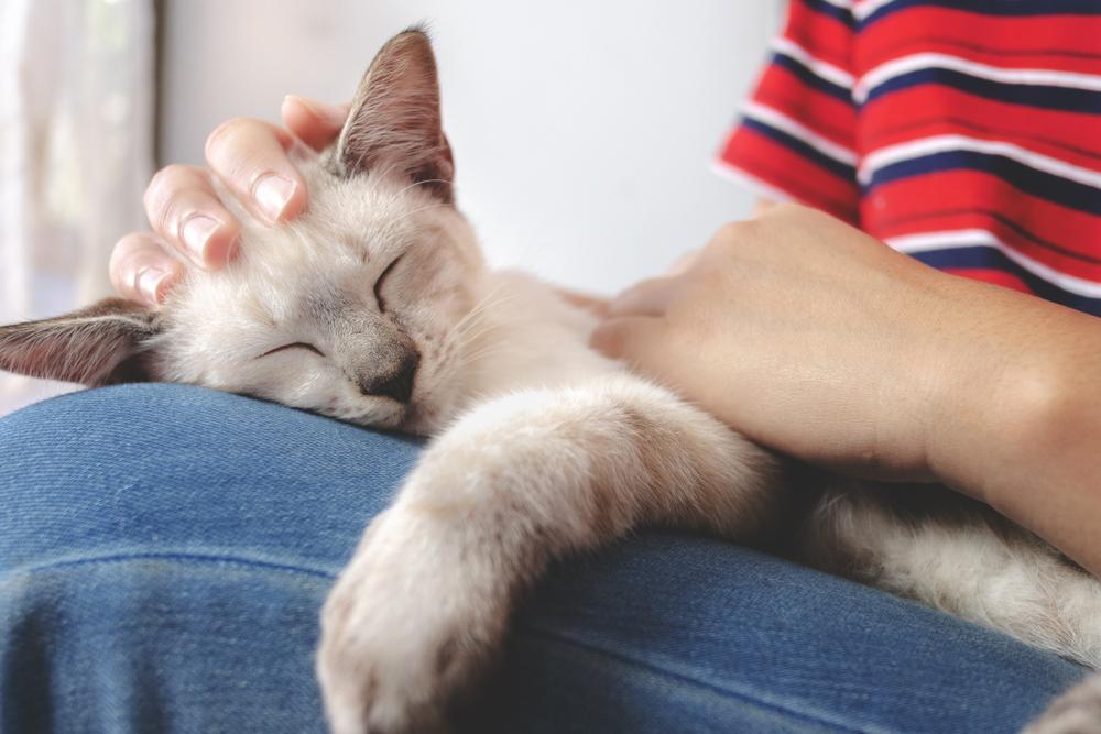 mulher segurando o gatinho branco enquanto dorme