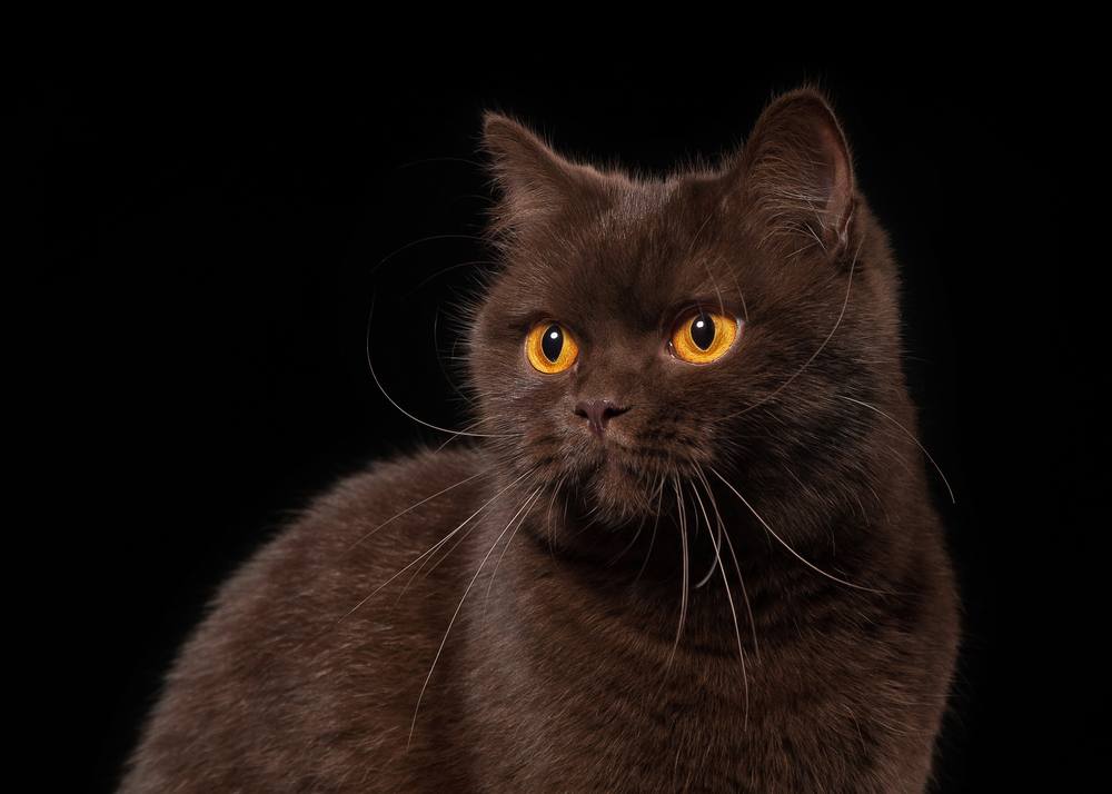 Um jovem gato britânico chocolate fotografado contra um fundo preto, mostrando sua rica pelagem e expressão curiosa.