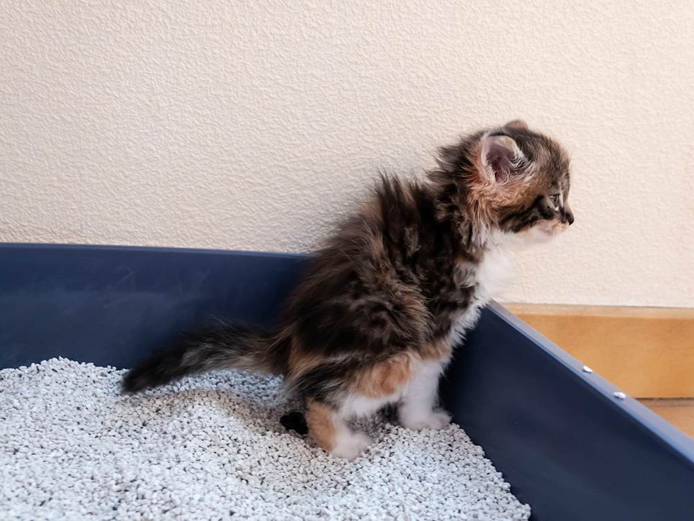 Um gatinho pequeno usando banheiro, caixa de areia