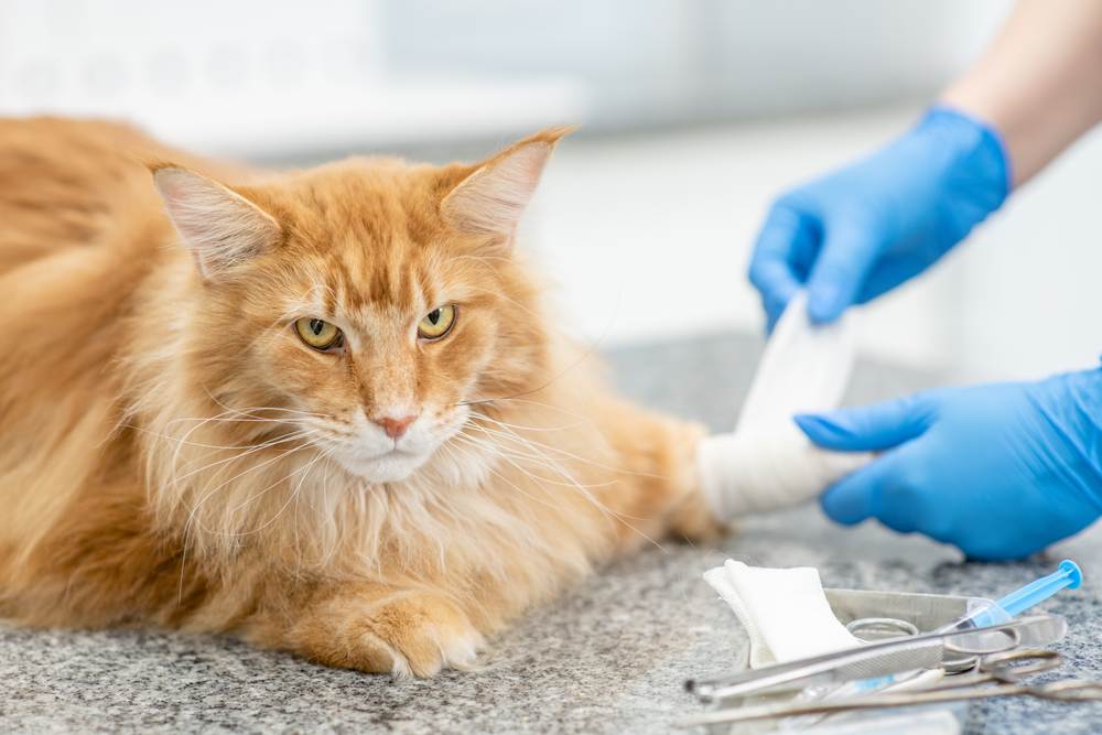 Uma imagem que mostra um veterinário enfaixando cuidadosamente a pata de um gato Maine Coon adulto, mostrando a importância de cuidados e atenção médica adequados.