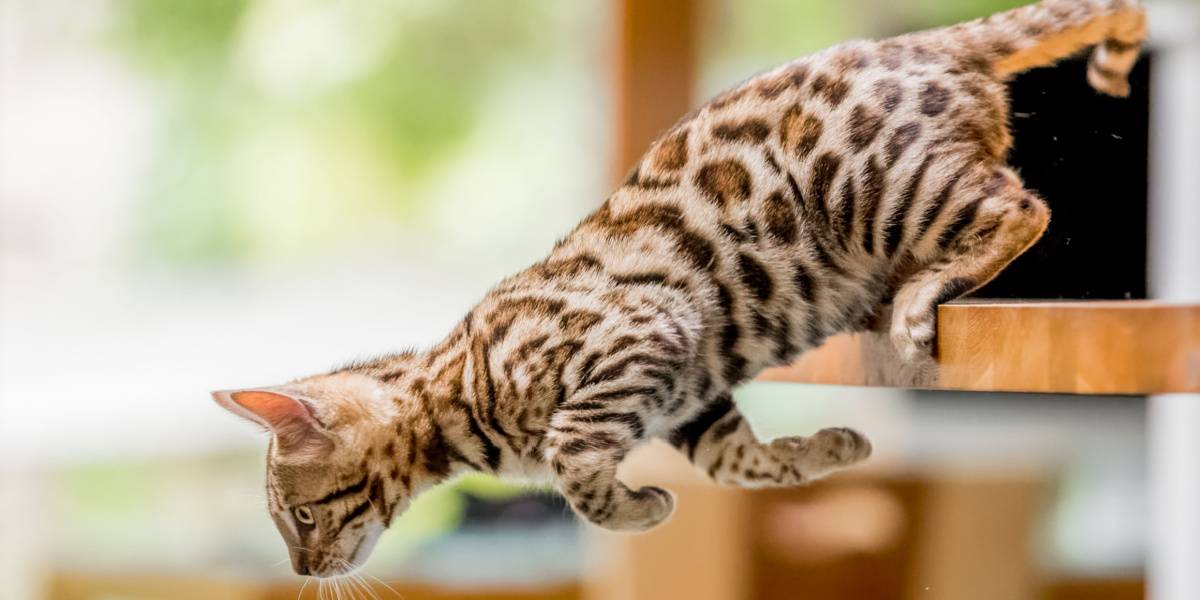 Gatinho de Bengala pulando da mesa da cozinha