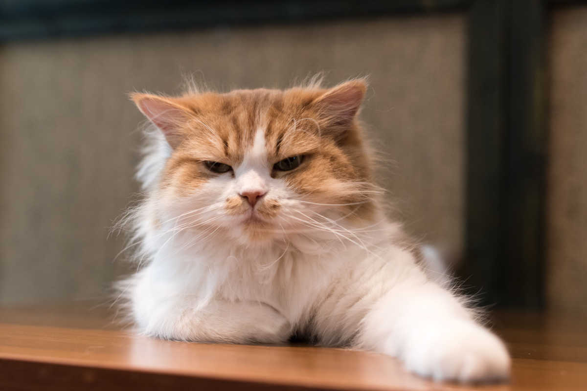 Gato com cabelo bagunçado