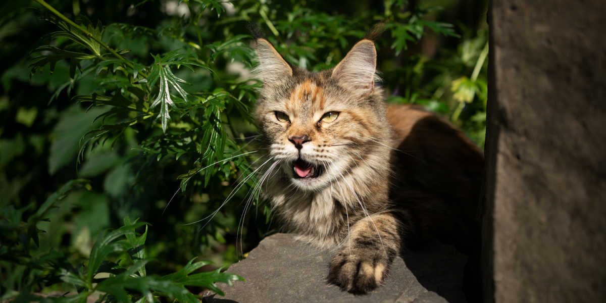 Gato ofegante, dificuldade para respirar