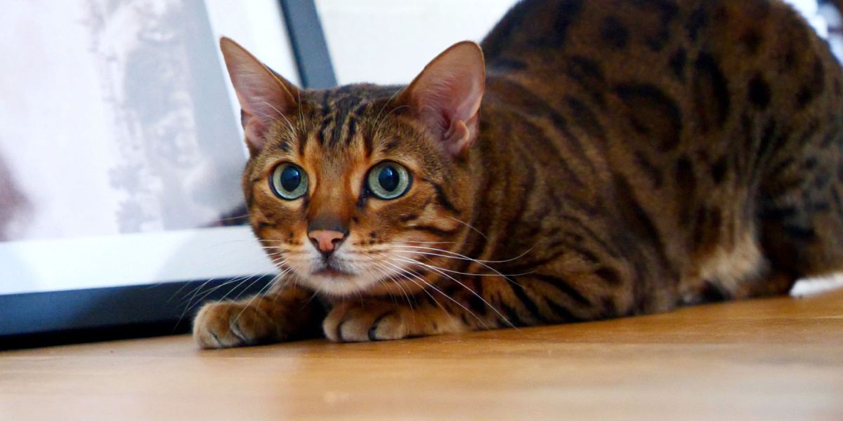 A imagem captura um gato em postura equilibrada e alerta, pronto para atacar.