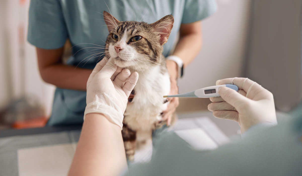 Gato doente em temperatura veterinária