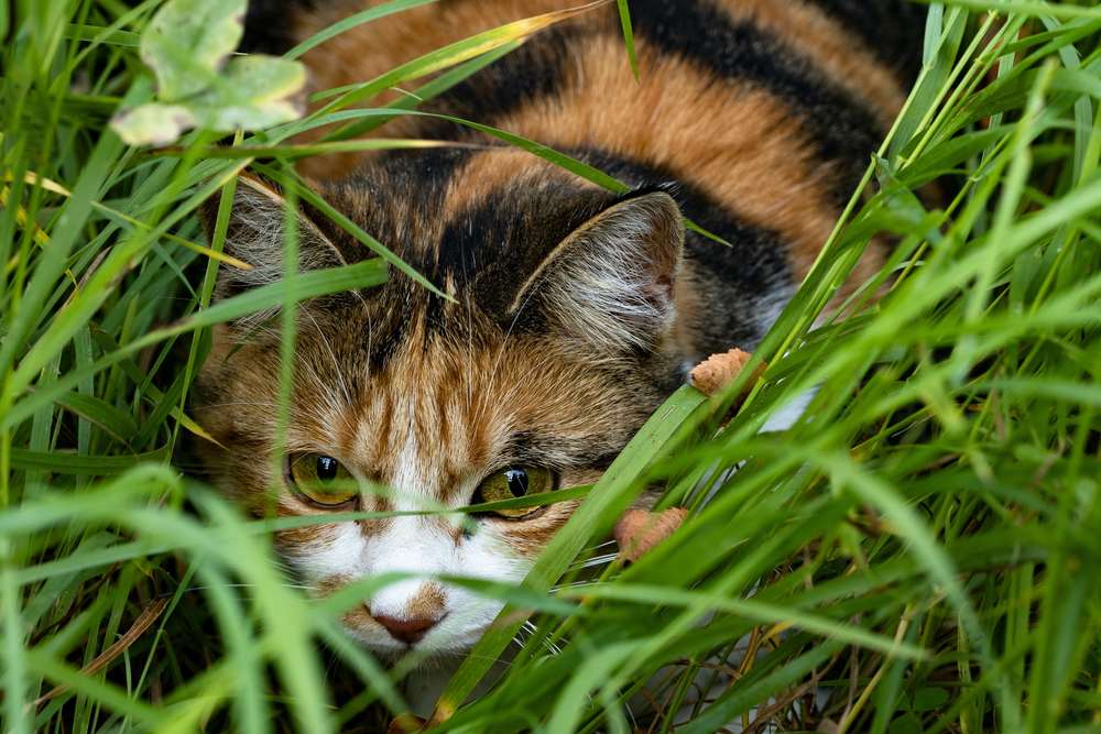 Gato escondido atrás dos arbustos.