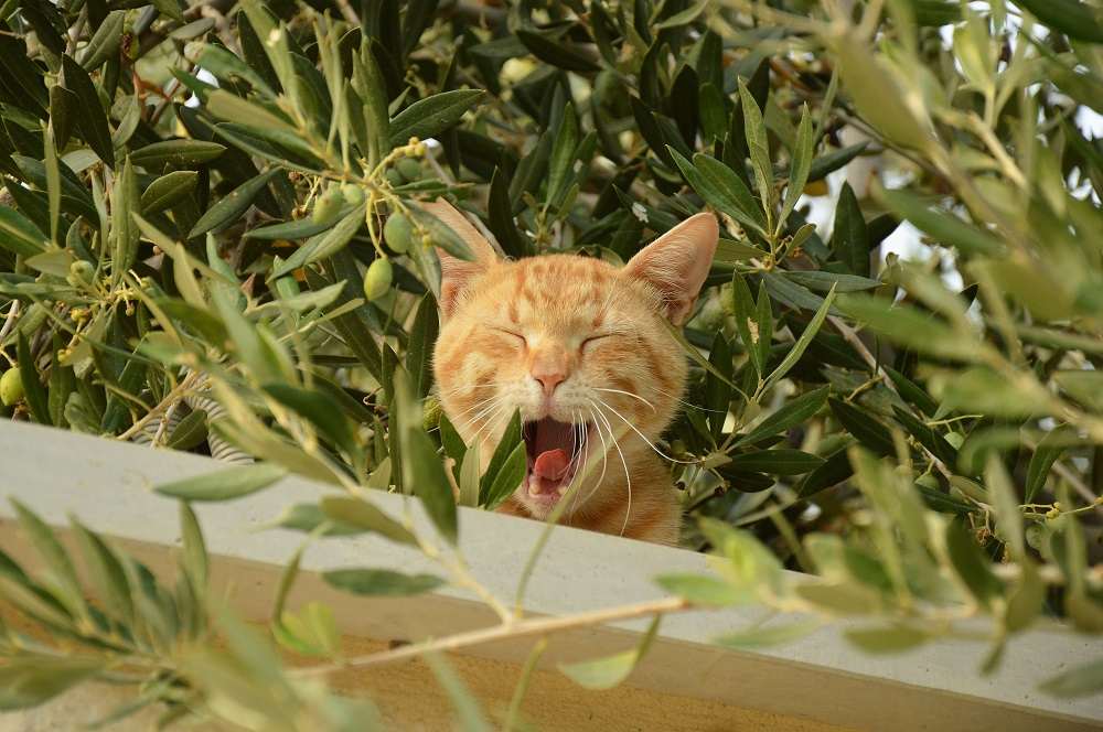 Gato em um jardim