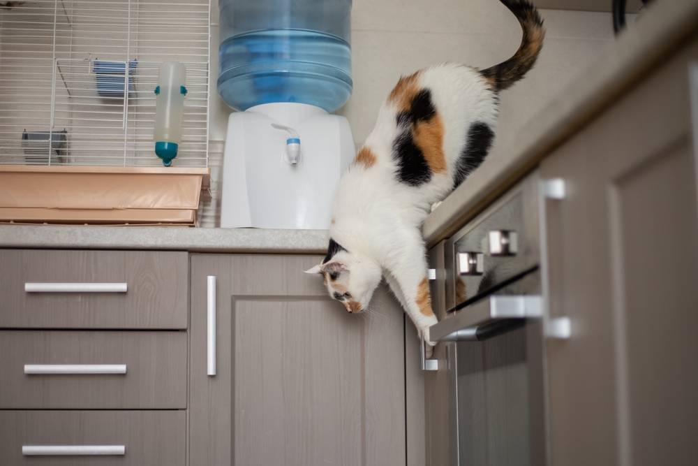 Gato pulando da mesa da cozinha