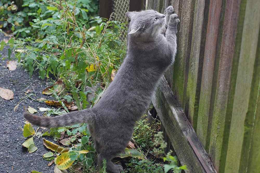 Gato arranhando uma cerca