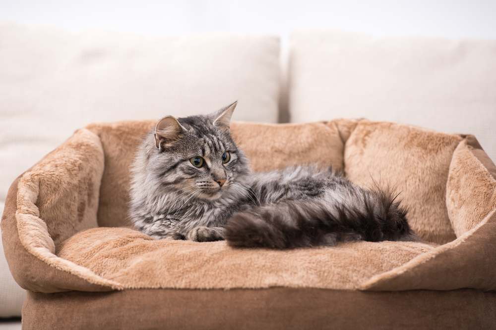 Gato fofo está deitado em sua cama de gato