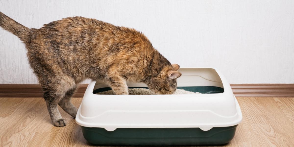 Gato ruivo doméstico examina caixa de areia