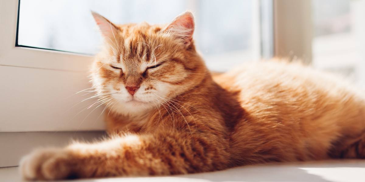 Uma cena encantadora se desenrola quando um gatinho é capturado em um sono profundo e tranquilo.