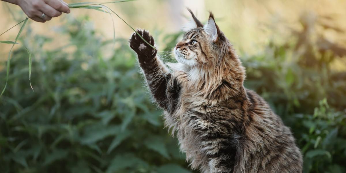 Gato Maine Coon brincando com seu dono