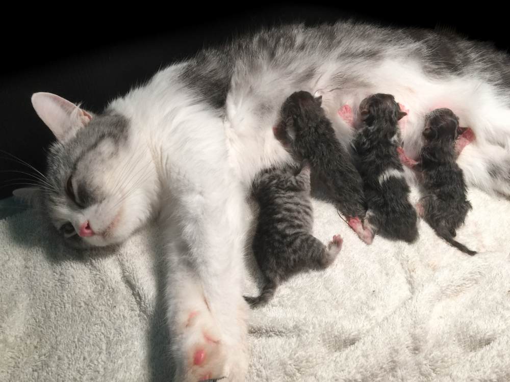 Mãe gata fofa grávida dá à luz