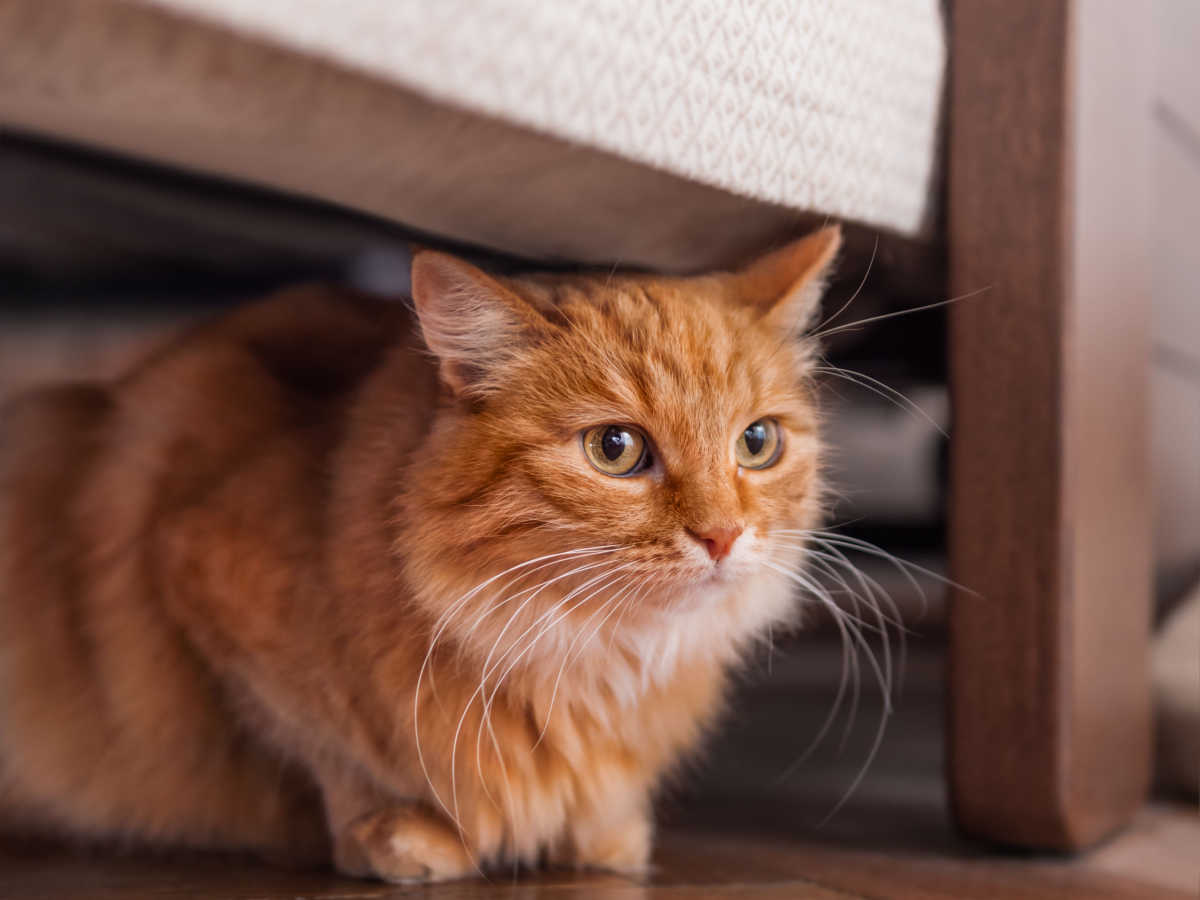 Gato laranja escondido debaixo da cama