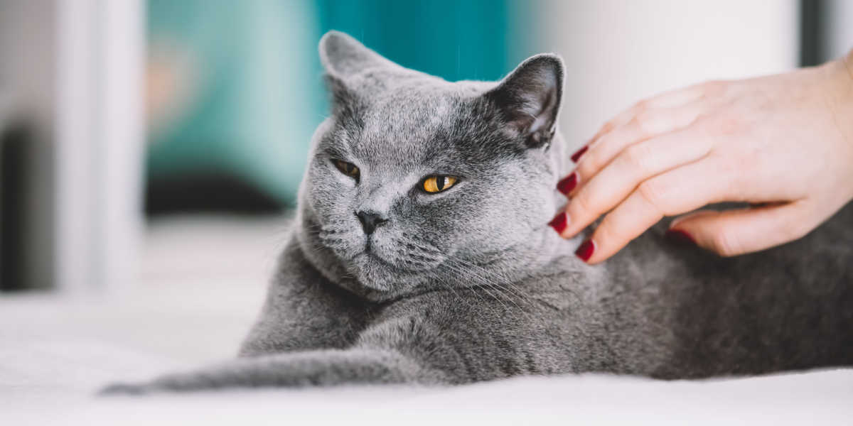 Casaco cinza para gatos