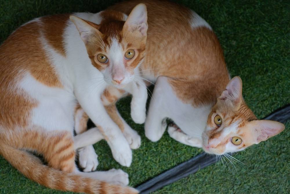 Foto de lindos gatos gêmeos