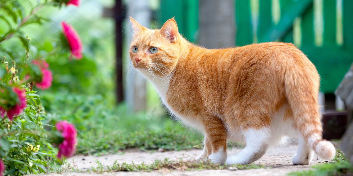 Gato vermelho caminha na fazenda