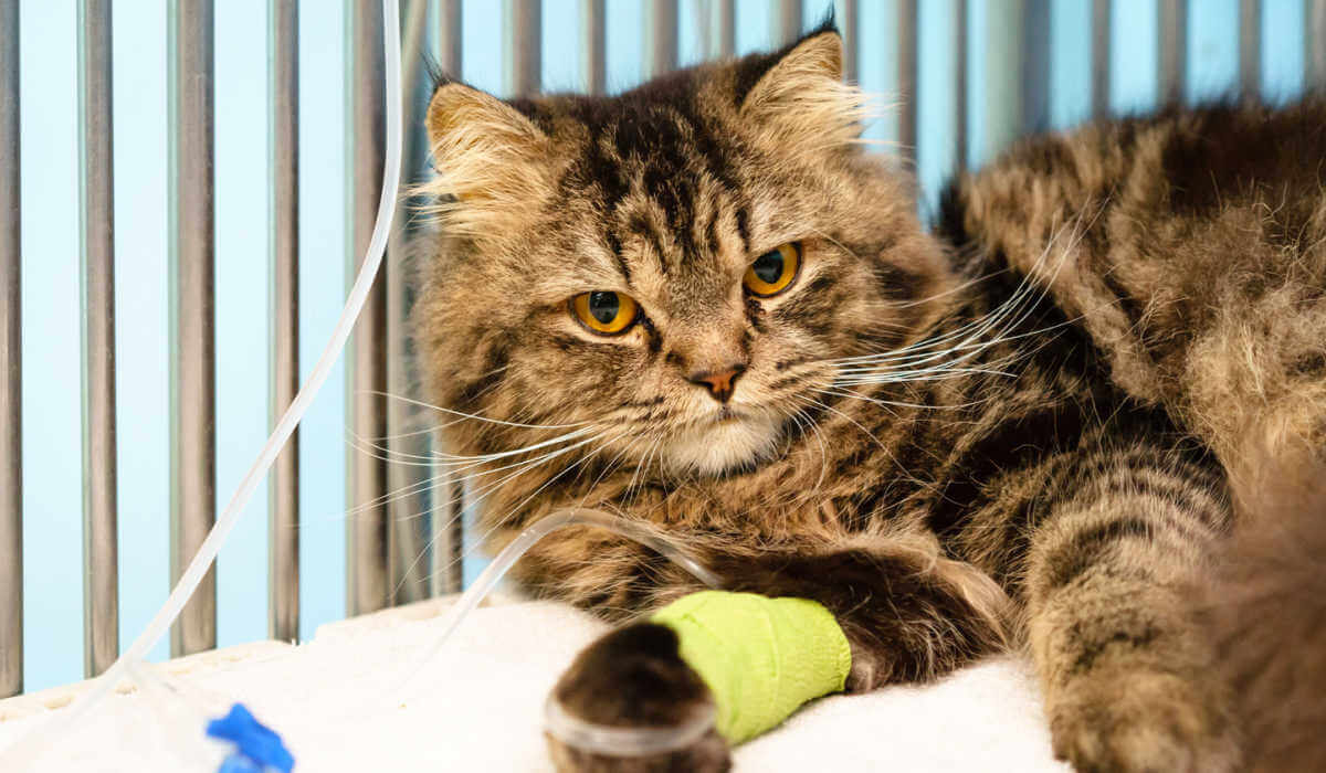 Fotografia representando um gato doente recebendo fluidoterapia intravenosa (IV), destacando a intervenção médica destinada a apoiar sua saúde e recuperação.