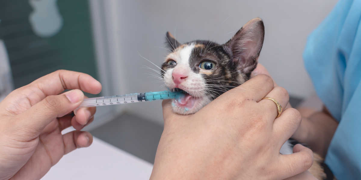 Dando medicação líquida ao gatinho