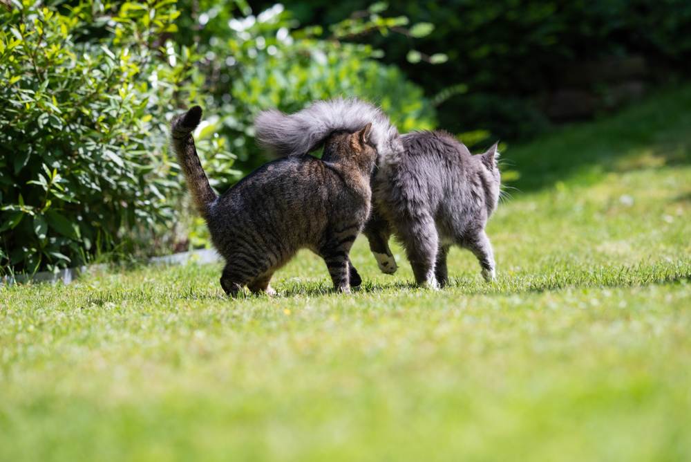 Gato malhado cheirando na bunda de um jovem maine coon azul malhado