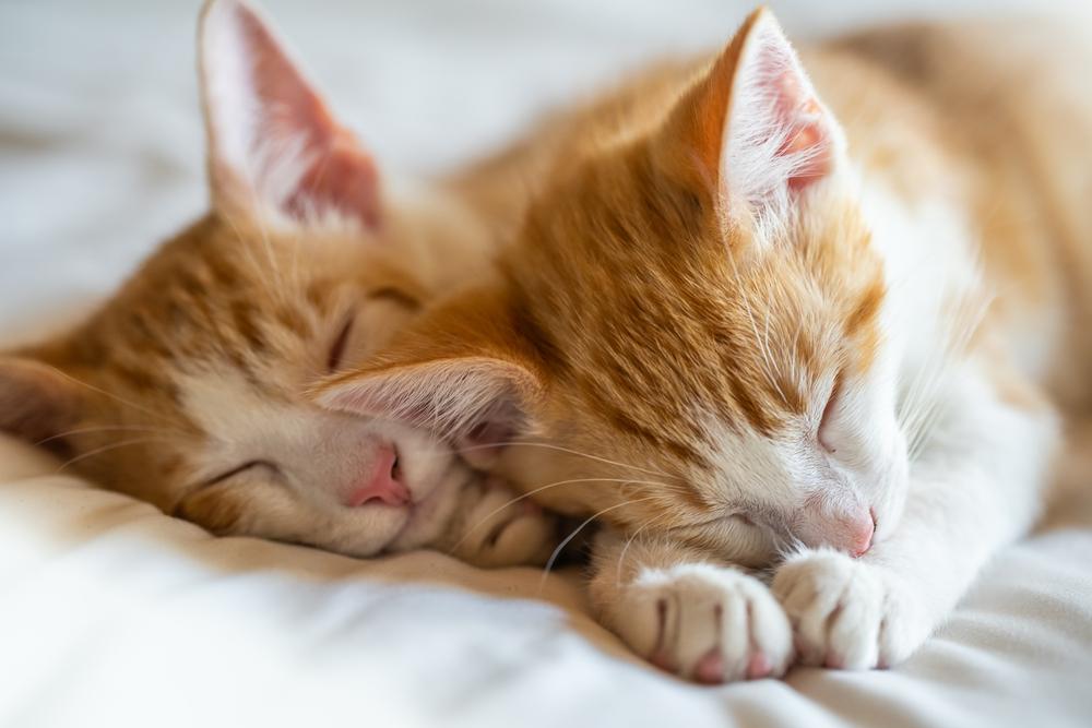 Gatinhos gêmeos laranja malhados dormindo