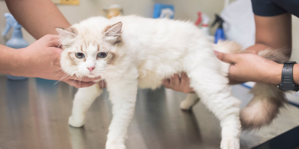 Veterinário apalpa barriga de gato e sente estômago