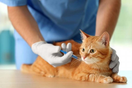 Como Ajudar seu Gato a se Sentir Melhor Após as Vacinas