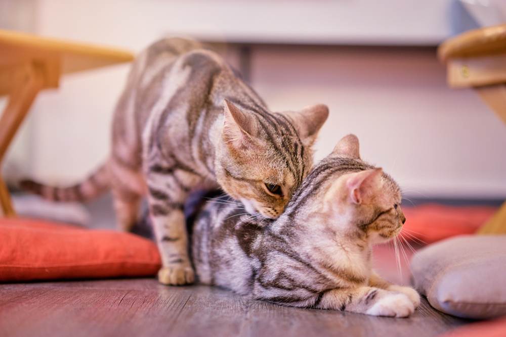 Imagem encantadora de um gato adorável farejando outro gato, demonstrando um comportamento felino comum usado para interação social e comunicação.